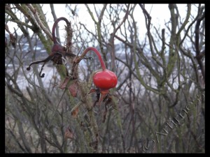 Lonely Rosehip!